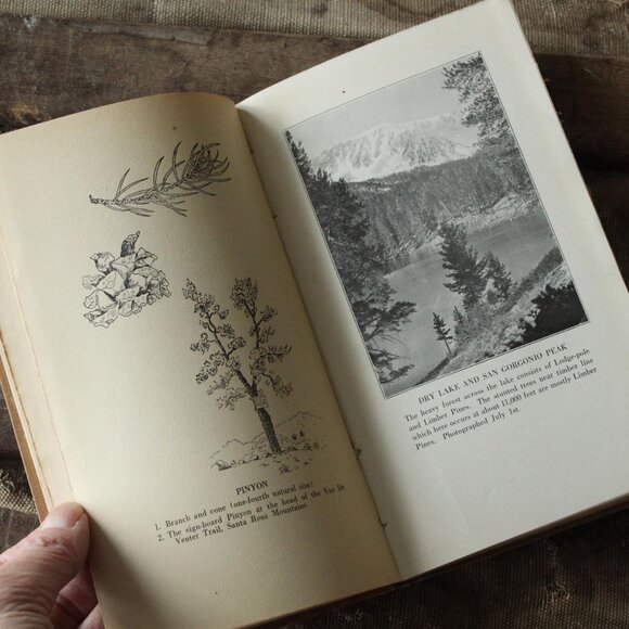 Vintage 1920s Book, "The Mountain Trees of Southern California" by Edmund Jaeger - Picture 7 of 10